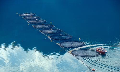 A salmon farm off the coast of Norway.