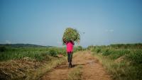 A man collects tall grass from a crop in Rwanda