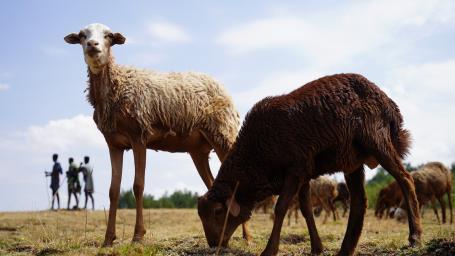 A herd of sheep with farmers on grassland with farmers in the background.