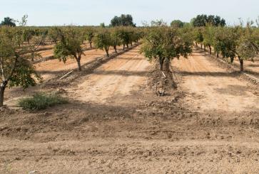 A plum orchid planted in dry soil as a result of drought. 