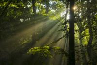 Sun rays shining through trees in green forest.