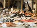 Fish for sale are displayed on ice at an Italian fish market.