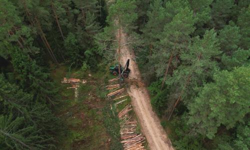 A bulldozer harvests timber in a tall, lush pine forest.