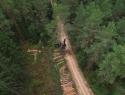 A bulldozer harvests timber in a tall, lush pine forest.