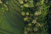 Aerial view of terraced fields and trees.