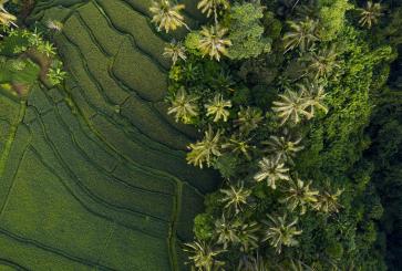 Aerial view of terraced fields and trees.