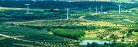 Wind turbines on green fields with trees.