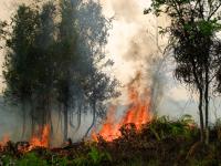 Forest fires are mostly caused by human activity. Palangkaraya, Central Kalimantan, Indonesia, September 2011. 