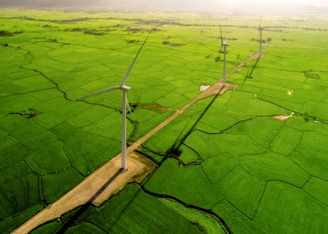 Wind turbines on green rice fields.