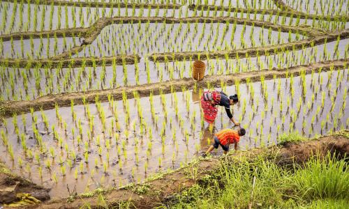 Woman and child in asian field