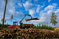 Stacks of felled trees are loaded onto a truck for transport.