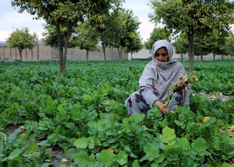 Most of women covered by NHLP now have access to fresh vegetables for their meals and can even supply their surplus to be sold in the local market.