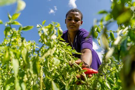 Yezina Alemneh tending to crops.