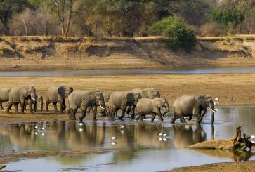 A herd of elephants crosses the Luangwa River in Zambia