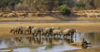 A herd of elephants crosses the Luangwa River in Zambia