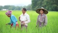 Farmers in a rice field in India.