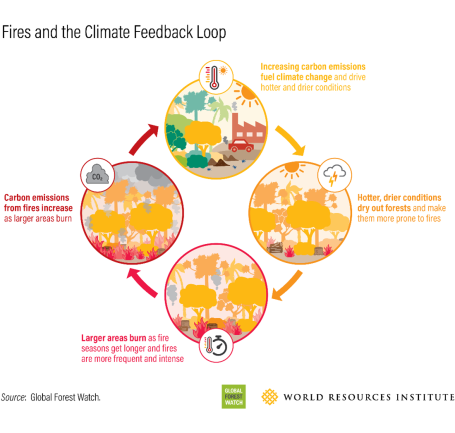 Graphic explaining the "fire-climate feedback loop," in which worsening forest fires contribute to climate change and vice-versa.