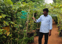 Farmer in India inspecting crops.